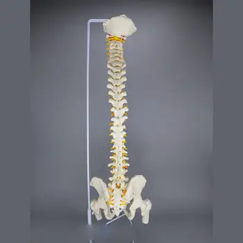 PVC 85CM İnsan Anatomik Modeli omurga Esnek omurga Bacak Kemikleri İle Tıbbi Öğretim
